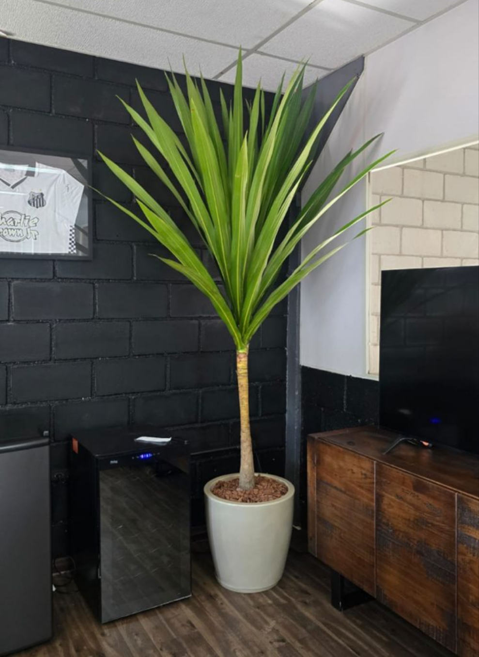 Dracena Arborea Grande Natural com Vaso Amsterdã 40x45