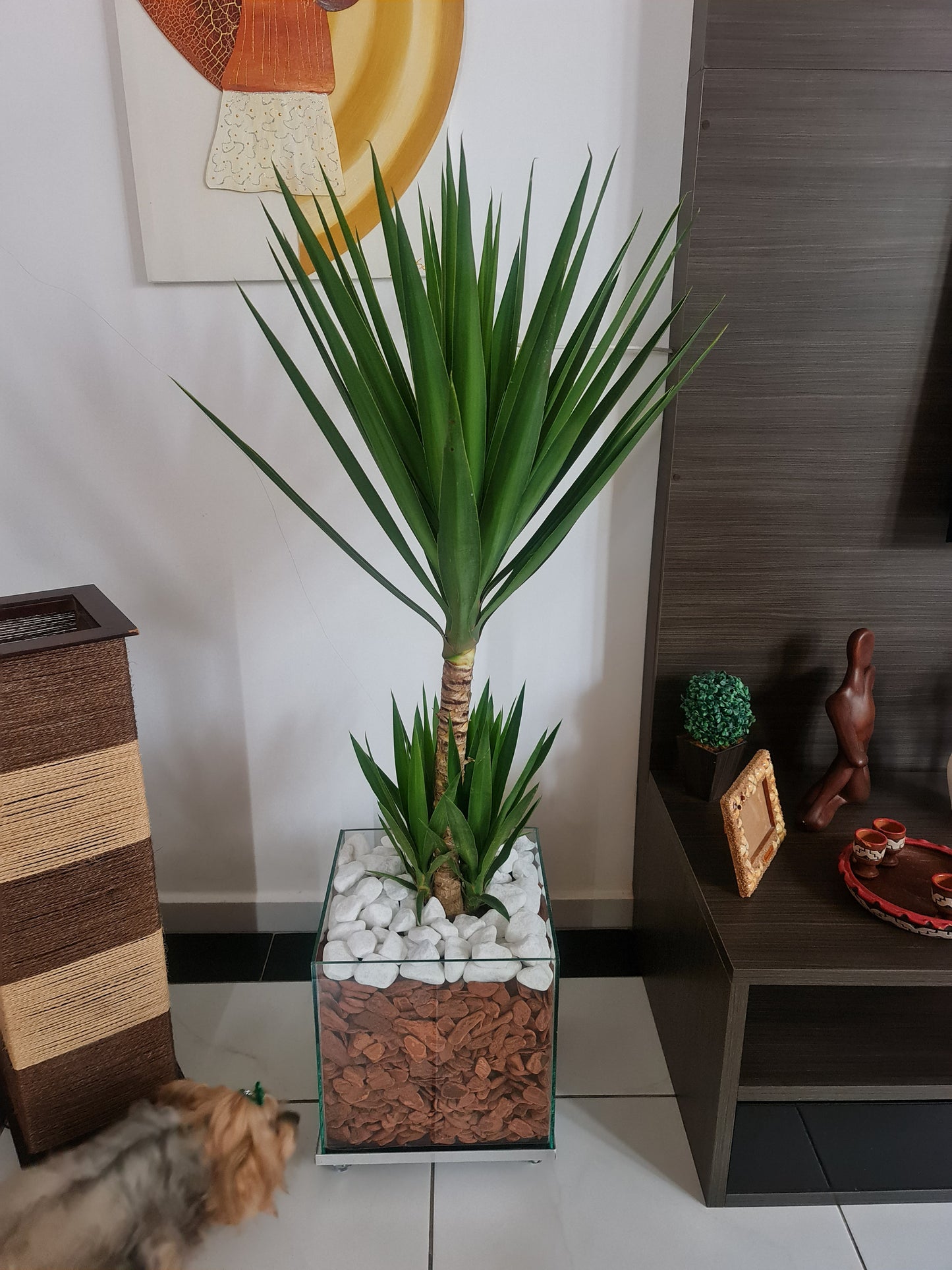 Yucca c/ Cachepot de Vidro 30x30