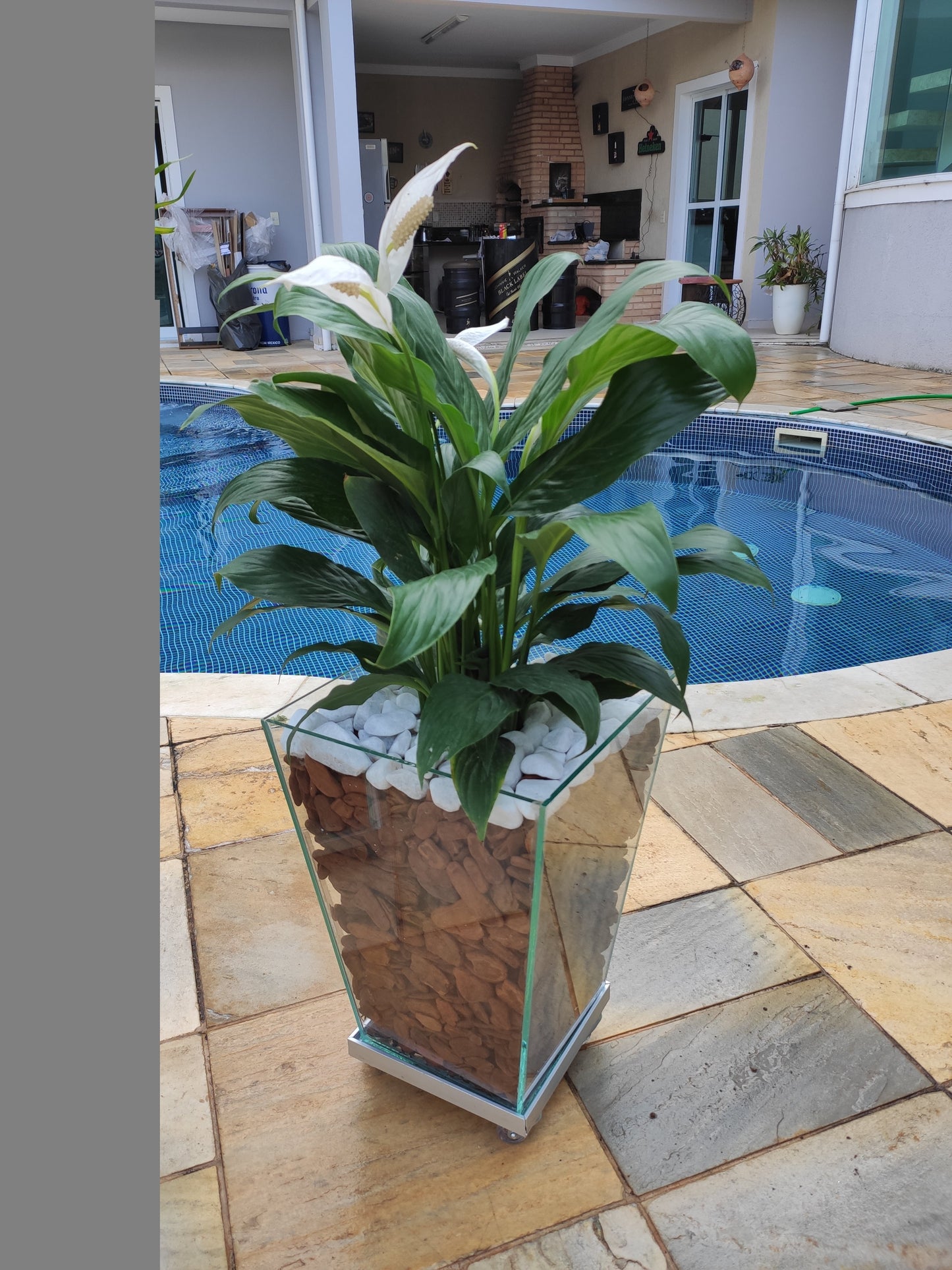 Lírio da Paz c/ Cachepot de Vidro 40x30