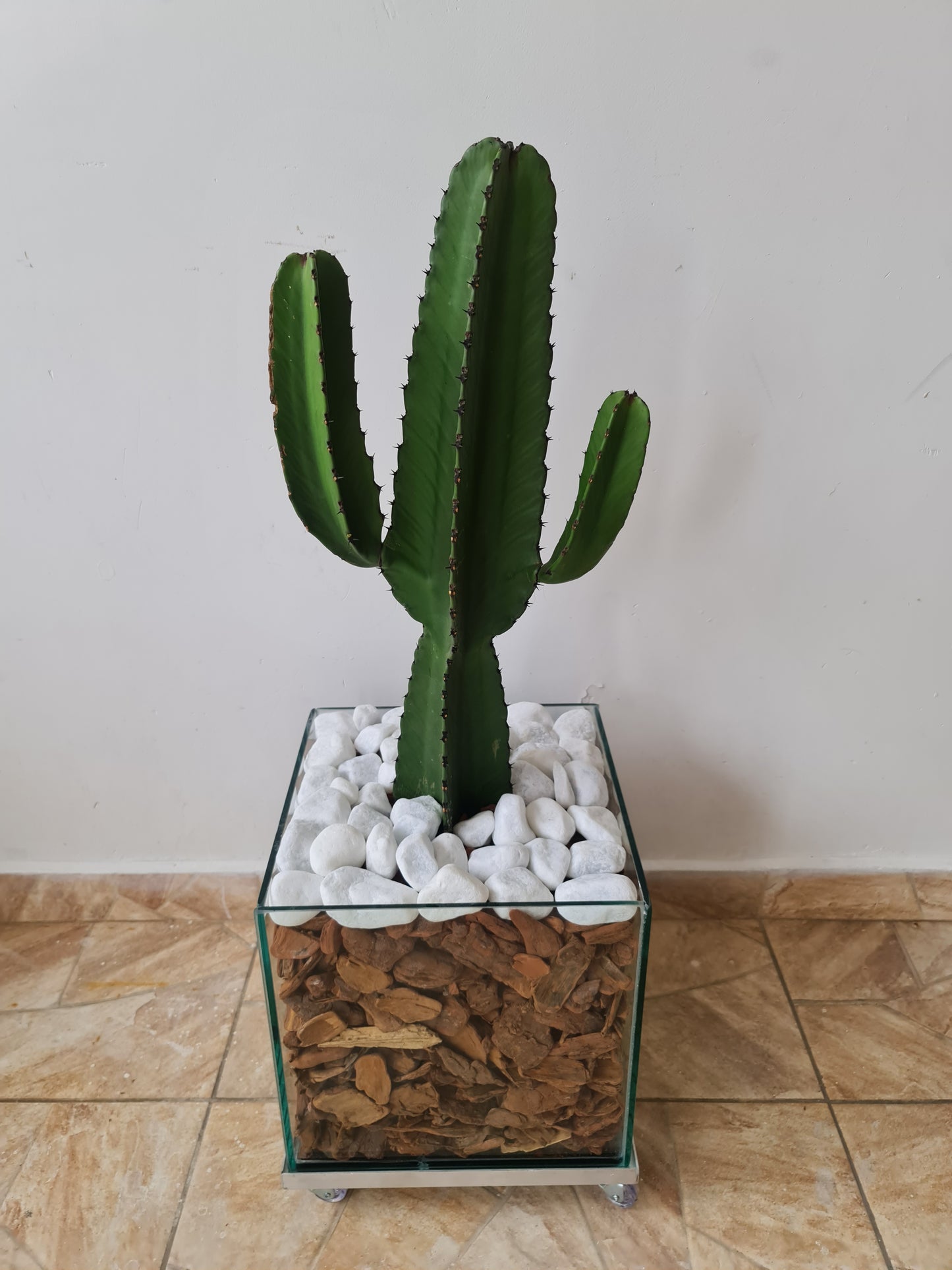 Cacto Mexicano c/ Cachepot de vidro 30x30