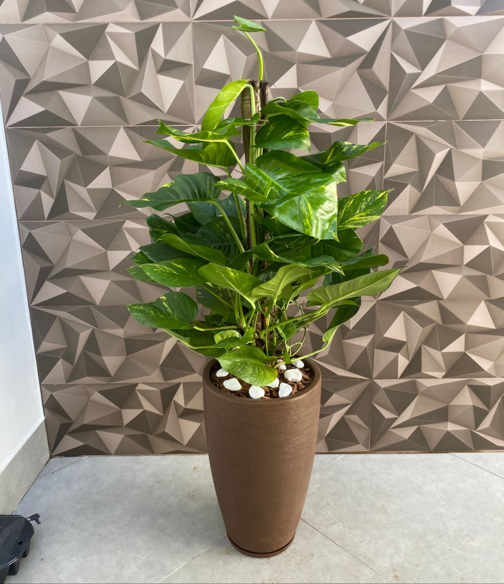 Jibóia Grande Natural com Vaso Amsterdã 65cm