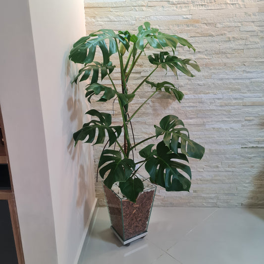 Costela de Adão c/ Cachepot de vidro 40x30