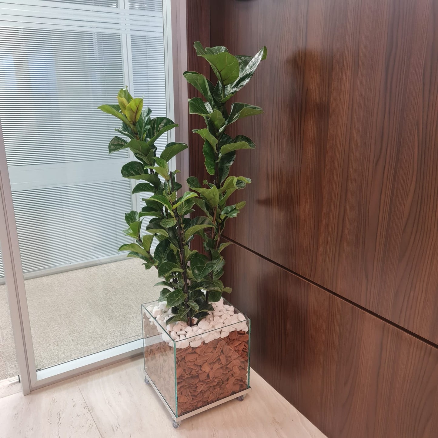 Ficus Lyrata c/ Cachepot de vidro 35x35