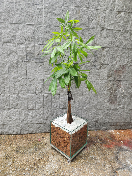 Árvore do Dinheiro c/ Cachepot de Vidro 30x30