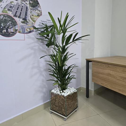 Raphis c/ Cachepot de Vidro 30x30