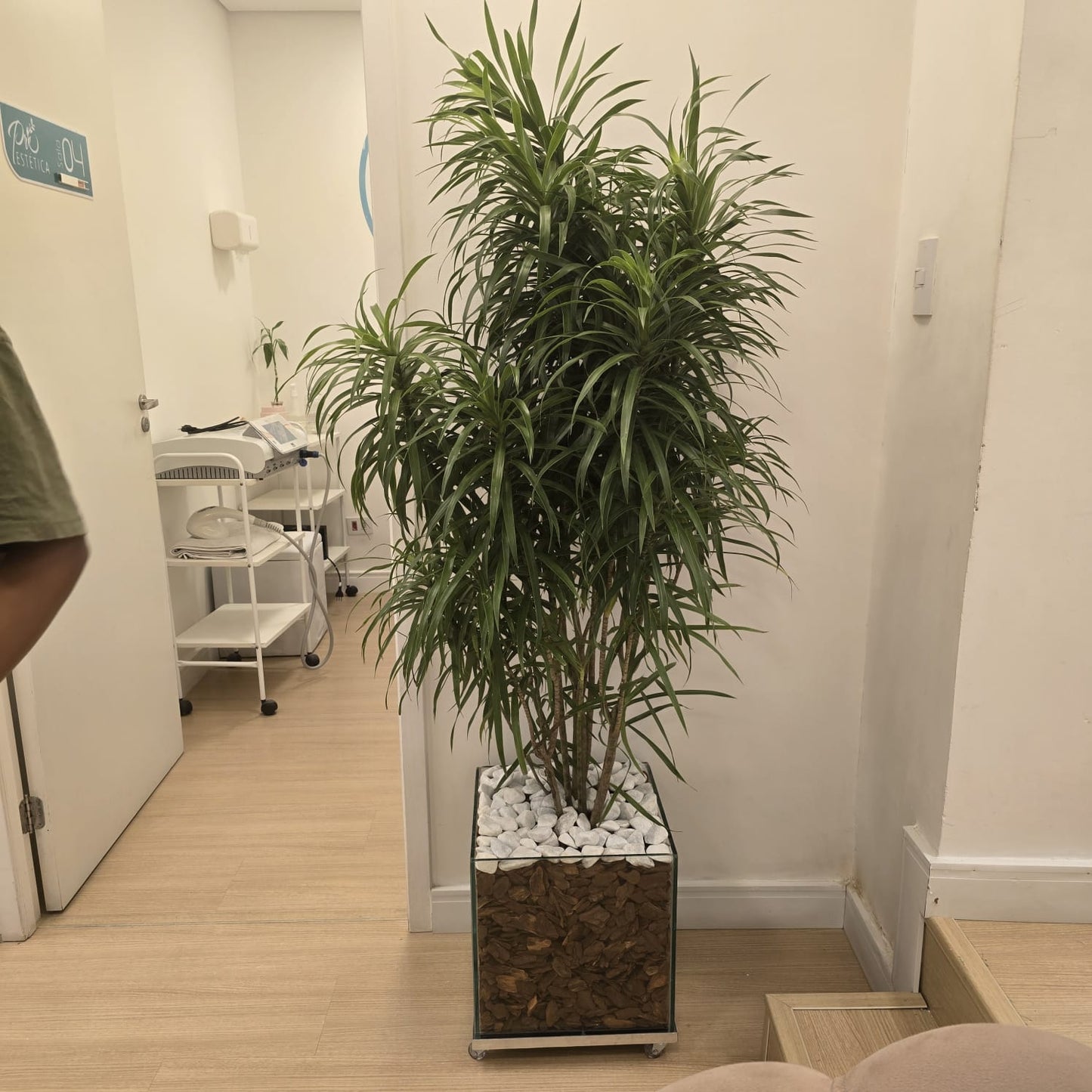 Dracena Fita c/ Cachepot de Vidro 40x40