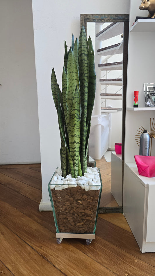 Espada de São Jorge c/ cachepot de vidro 40x30