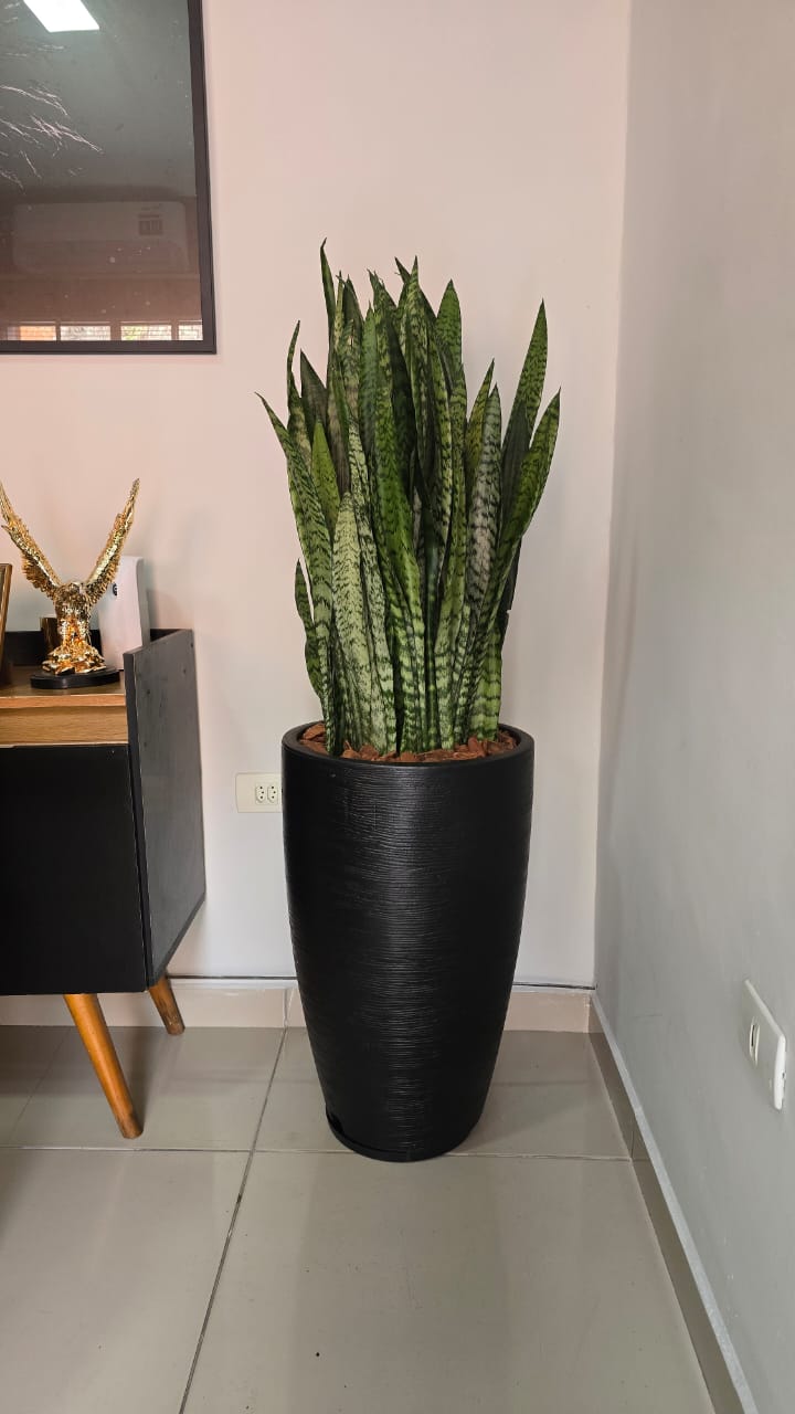 Espada de São Jorge Natural c/ Vaso Amsterdã Grande 35x65