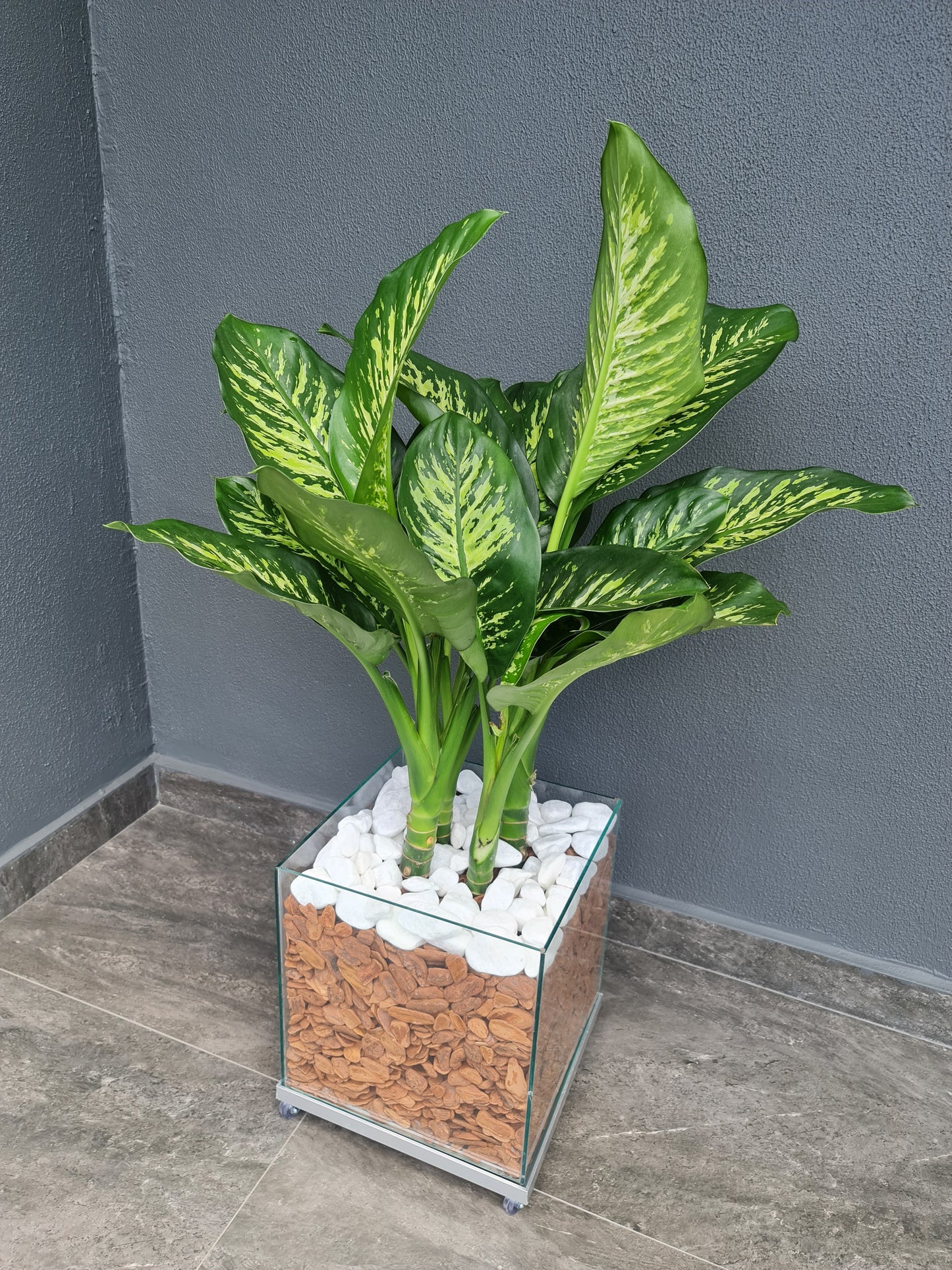 Comigo-Ninguém-Pode c/ Cachepot de vidro 30x30