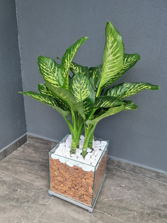 Comigo-Ninguém-Pode c/ Cachepot de vidro 30x30