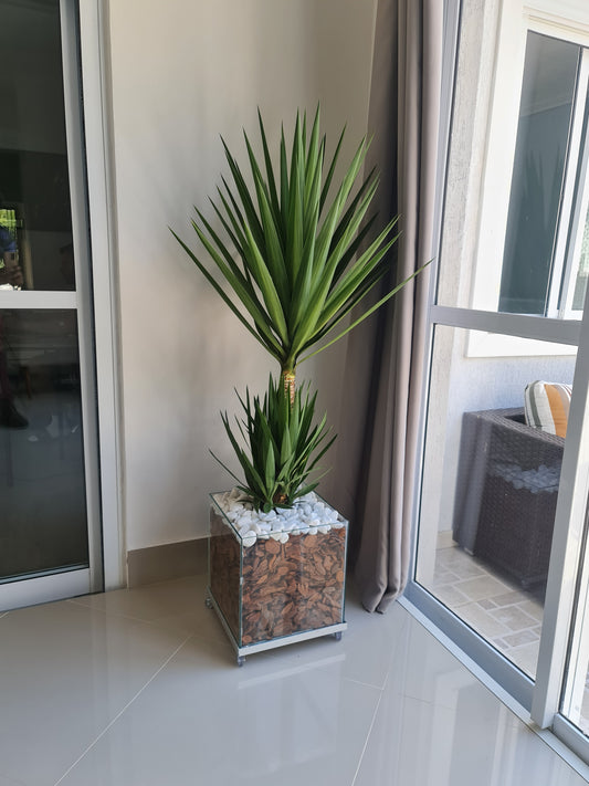 Yucca c/ Cachepot de vidro 35x35