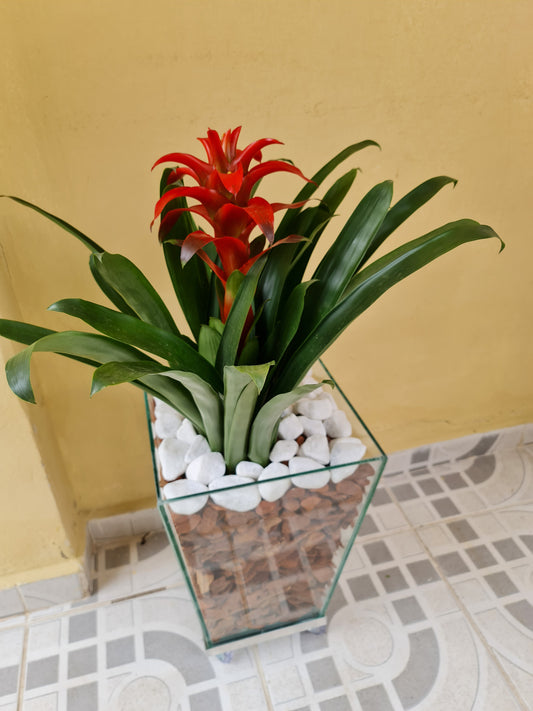 Bromélia c/ Cachepot de Vidro 40x30