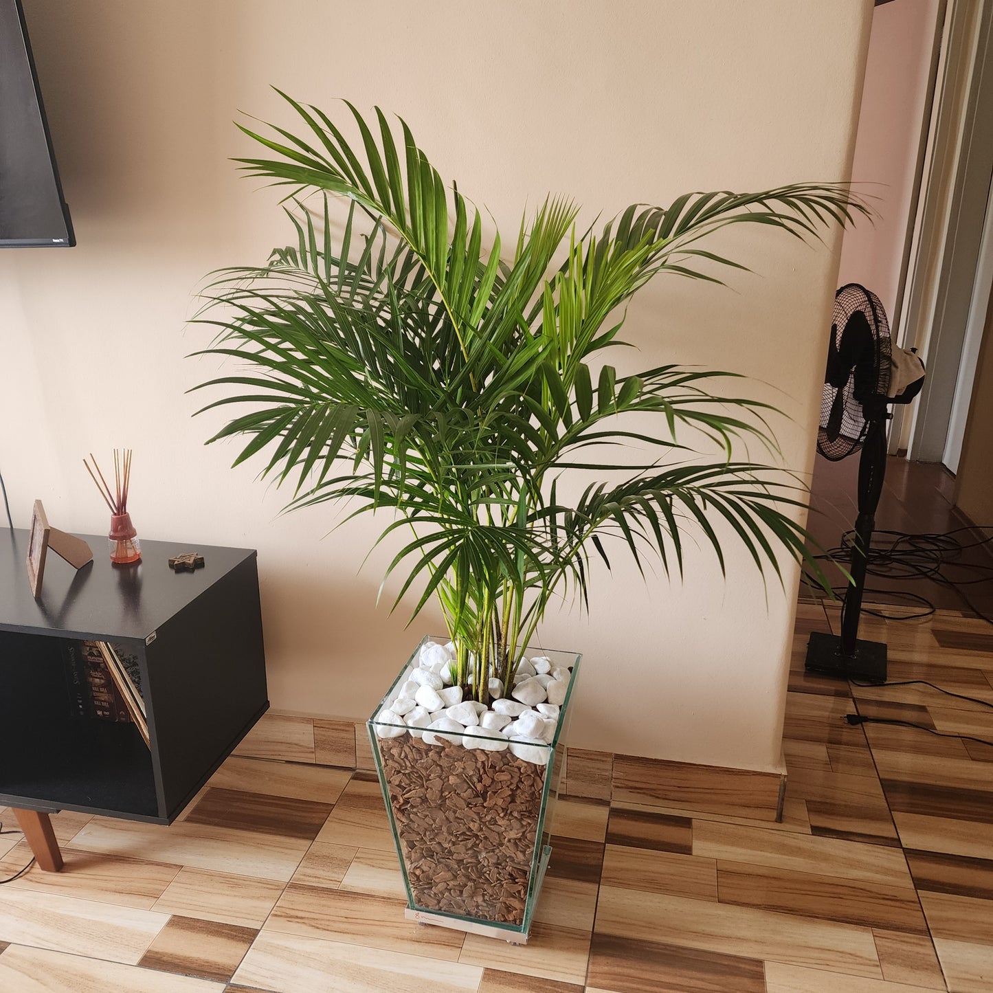 Areca Bambu c/ Cachepot de vidro 40x30