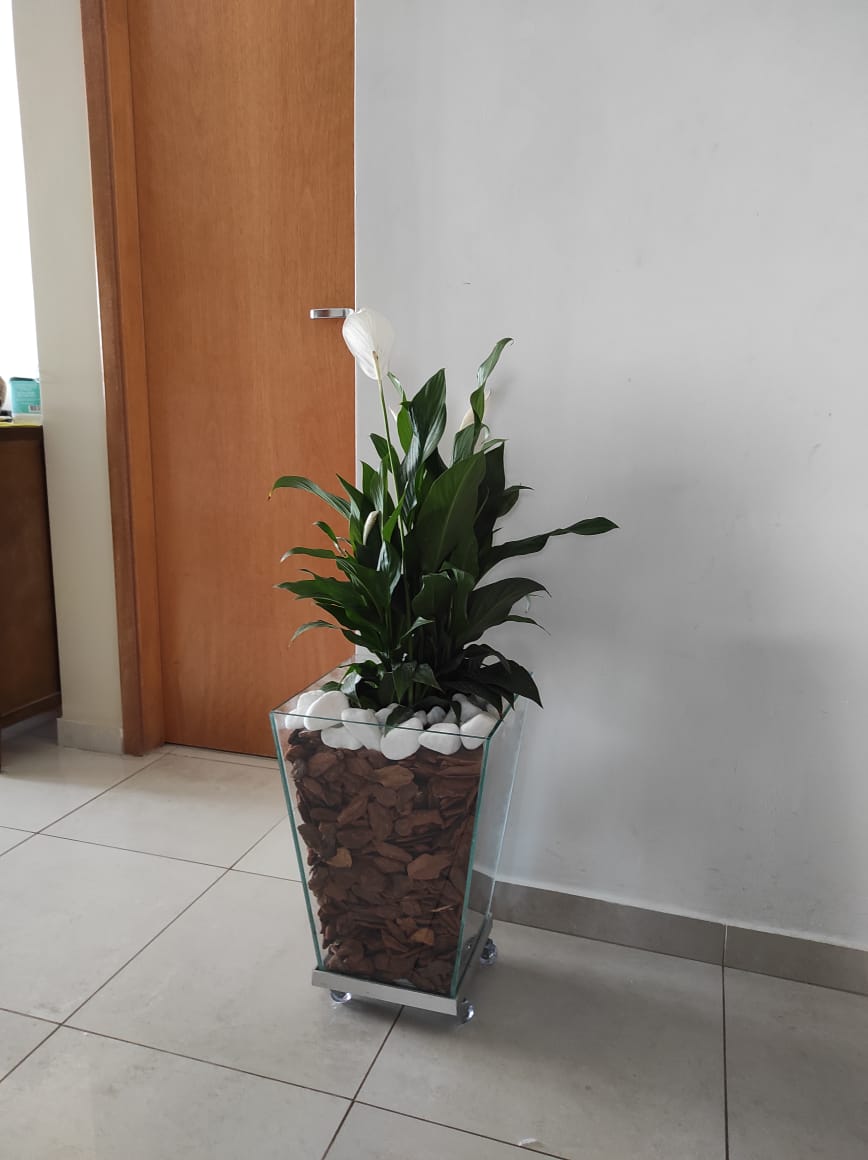 Lírio da Paz c/ Cachepot de Vidro 40x30