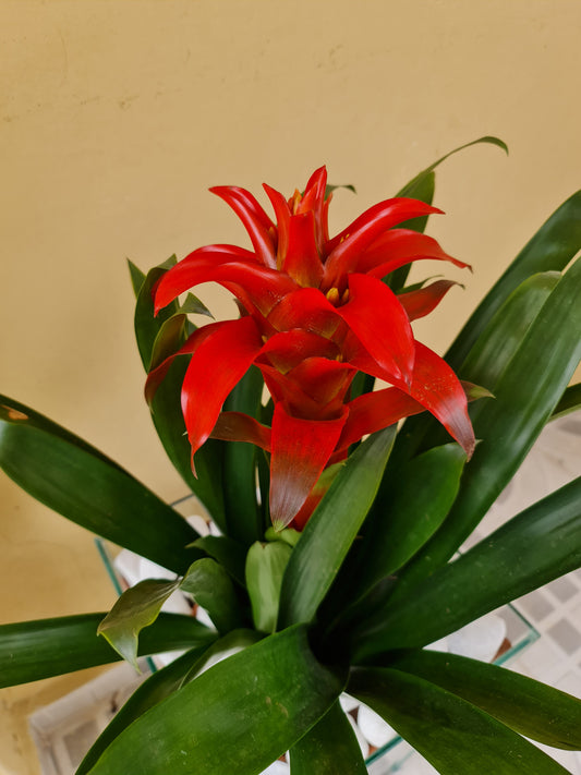 Bromélia c/ Cachepot de Vidro 40x30