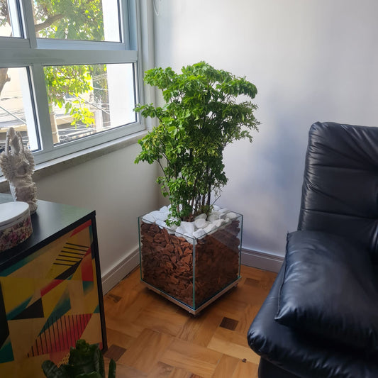 Árvore da Felicidade c/ Cachepot de vidro 35x35