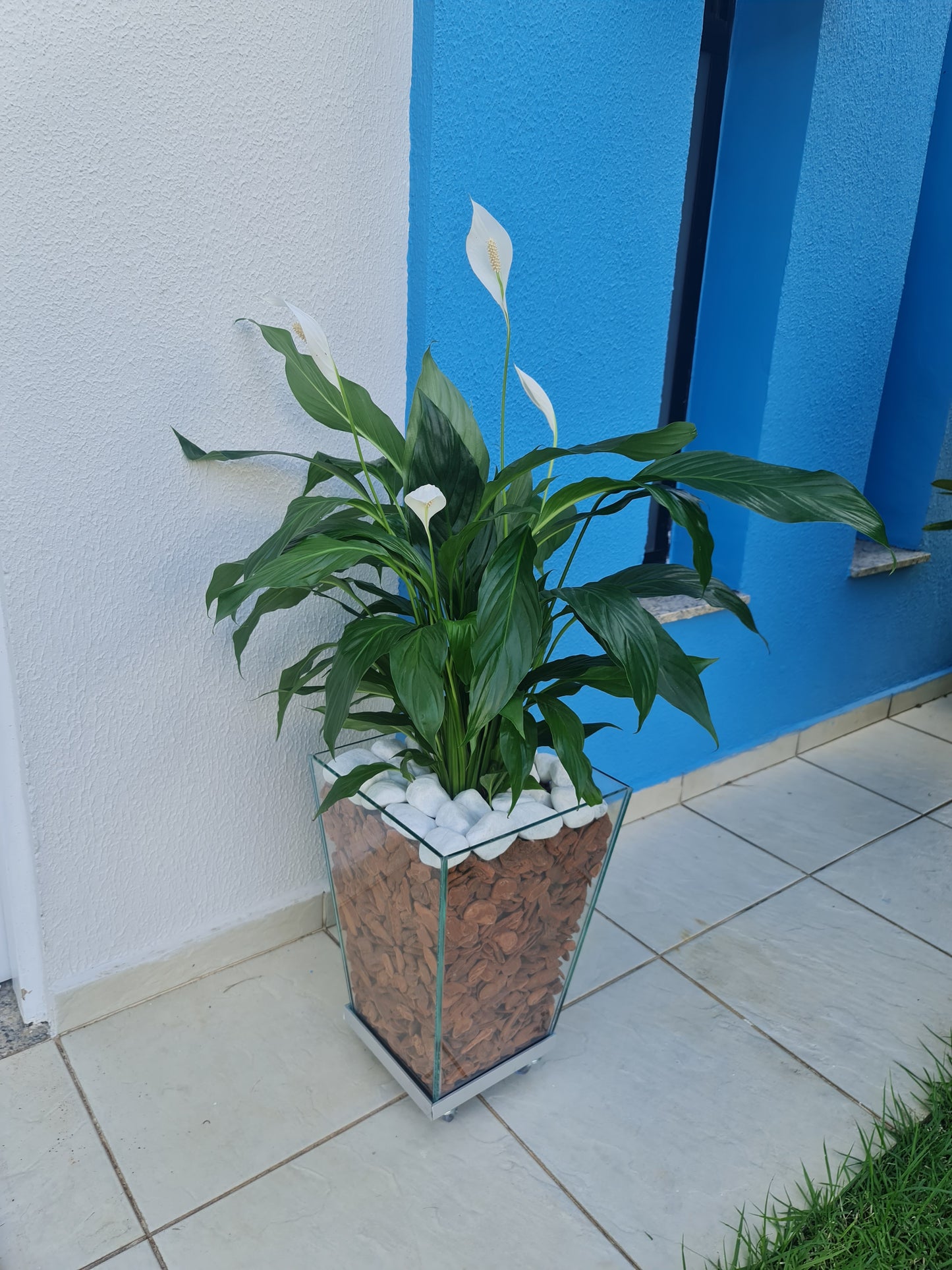 Lírio da Paz c/ Cachepot de Vidro 40x30